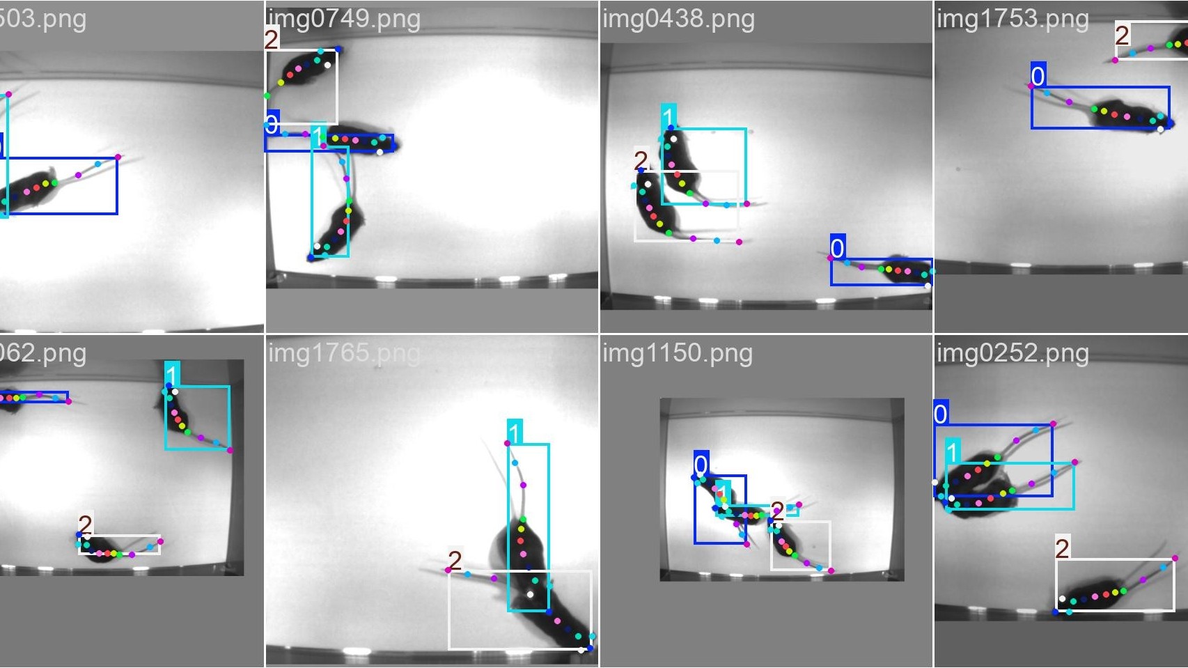 DeepLabCut2Yolo (D2Y) image